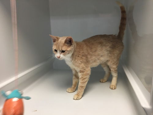 picture of the cat needing adoption