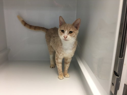 NOELLE - Domestic Short Hair available for adoption