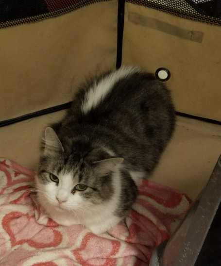 picture of the cat needing adoption