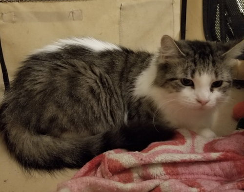 DAENERYS - Domestic Short Hair available for adoption