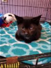 adoptable Cat in , NJ named Gunther