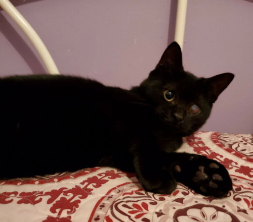 GUNTHER - Domestic Short Hair available for adoption