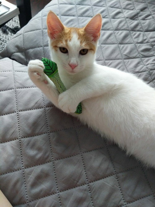 ANGEL 2 - Domestic Short Hair available for adoption