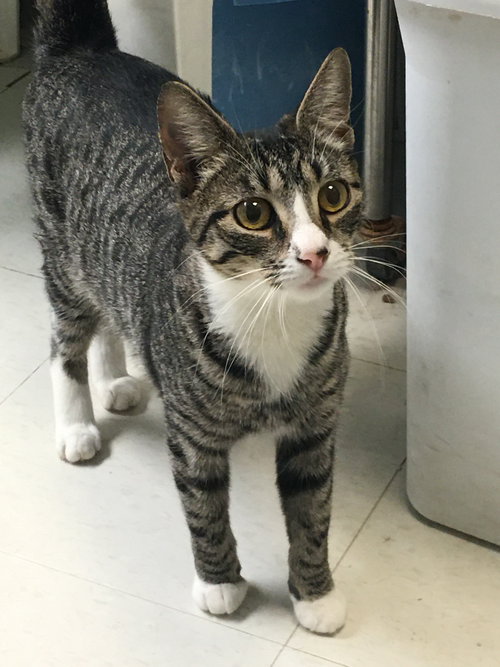JACKIE - Domestic Short Hair available for adoption