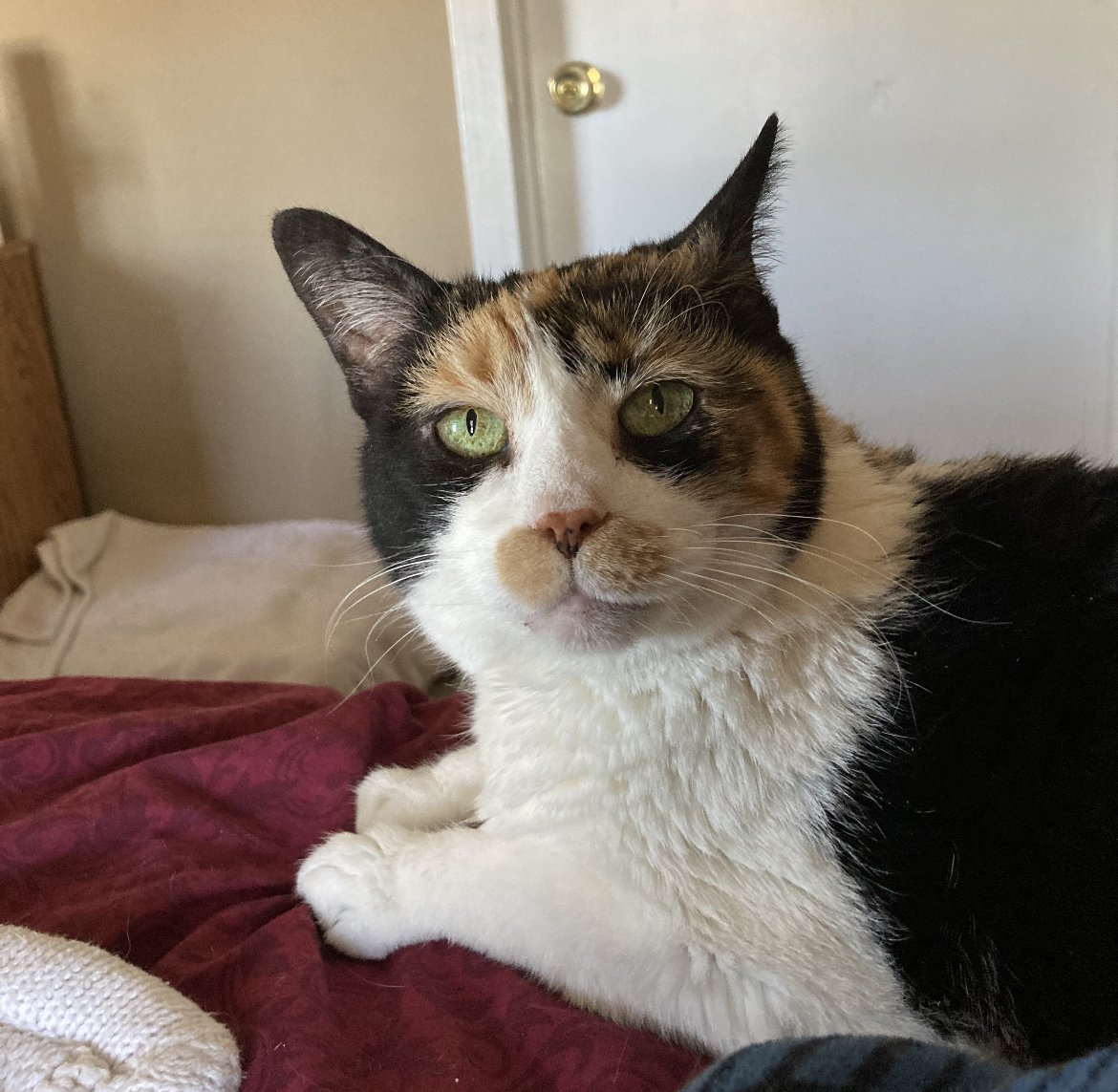 adoptable Cat in Colonia, NJ named Lacey Rae