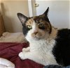 adoptable Cat in colonia, NJ named Lacey Rae