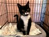 adoptable Cat in colonia, NJ named Wednesday