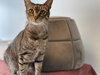 Petey 2 - Photo 2