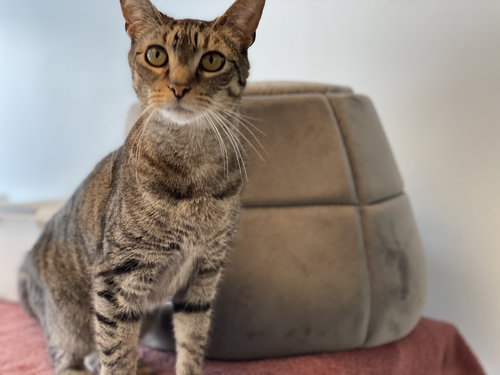 PETEY 2 - Domestic Short Hair available for adoption
