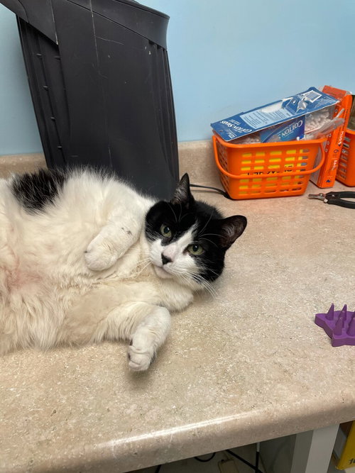 picture of the cat needing adoption