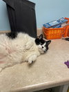 Cooper - Photo 2