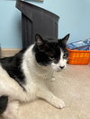 Cooper - Photo 3