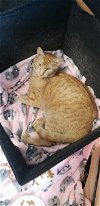 adoptable Cat in colonia, NJ named John Lennon