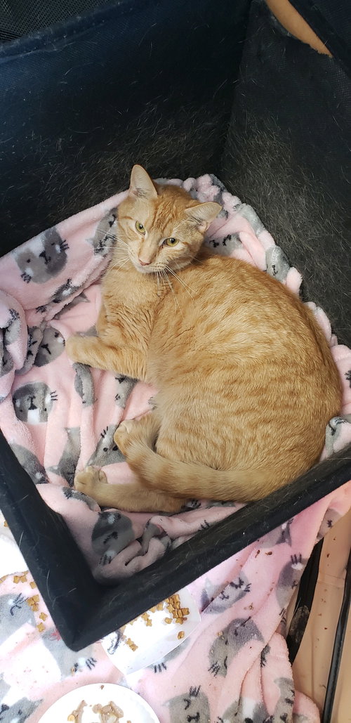 JOHN LENNON - Domestic Short Hair available for adoption