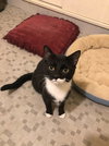 Oreo - Photo 1