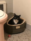 Oreo - Photo 2
