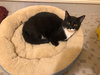Oreo - Photo 3
