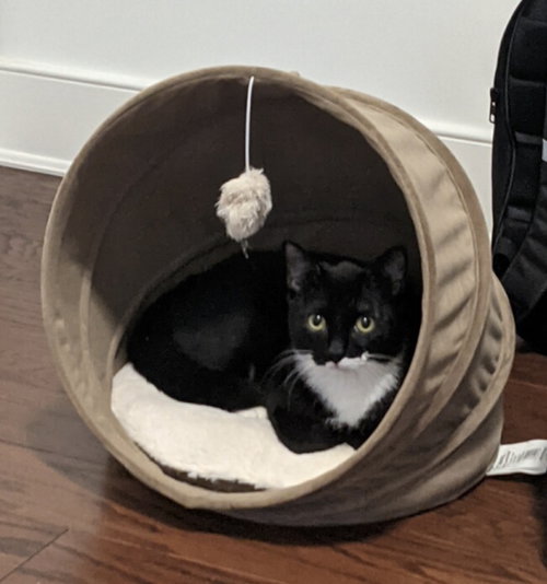 Oreo photo 4