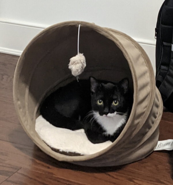 Oreo