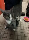 adoptable Cat in colonia, NJ named Mason
