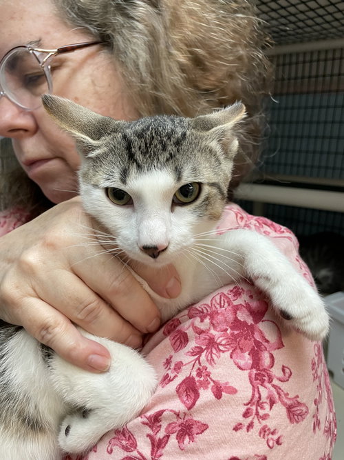 MR. POIROT - Domestic Short Hair available for adoption