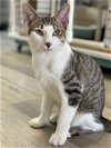 adoptable Cat in colonia, NJ named Mr. Poirot