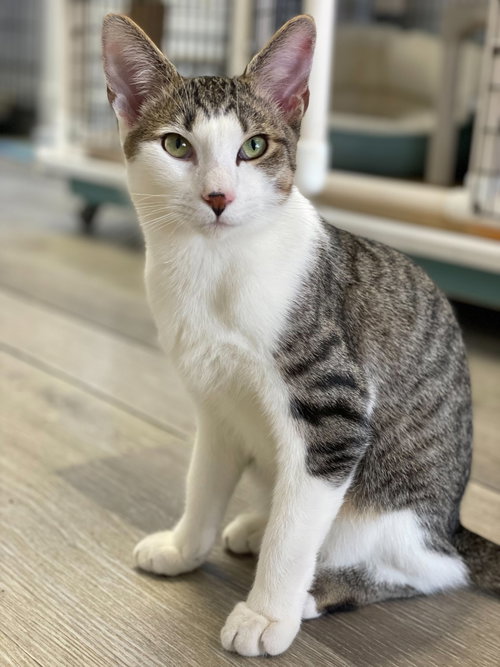 MR. POIROT - Domestic Short Hair available for adoption
