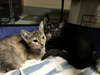 Betsy - Photo 2
