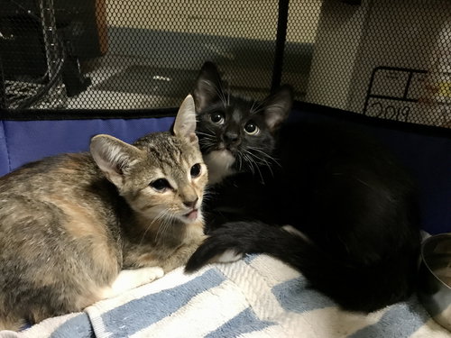 BETSY - Domestic Short Hair available for adoption