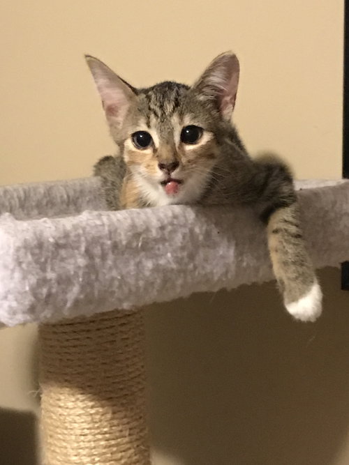 BETSY - Domestic Short Hair available for adoption