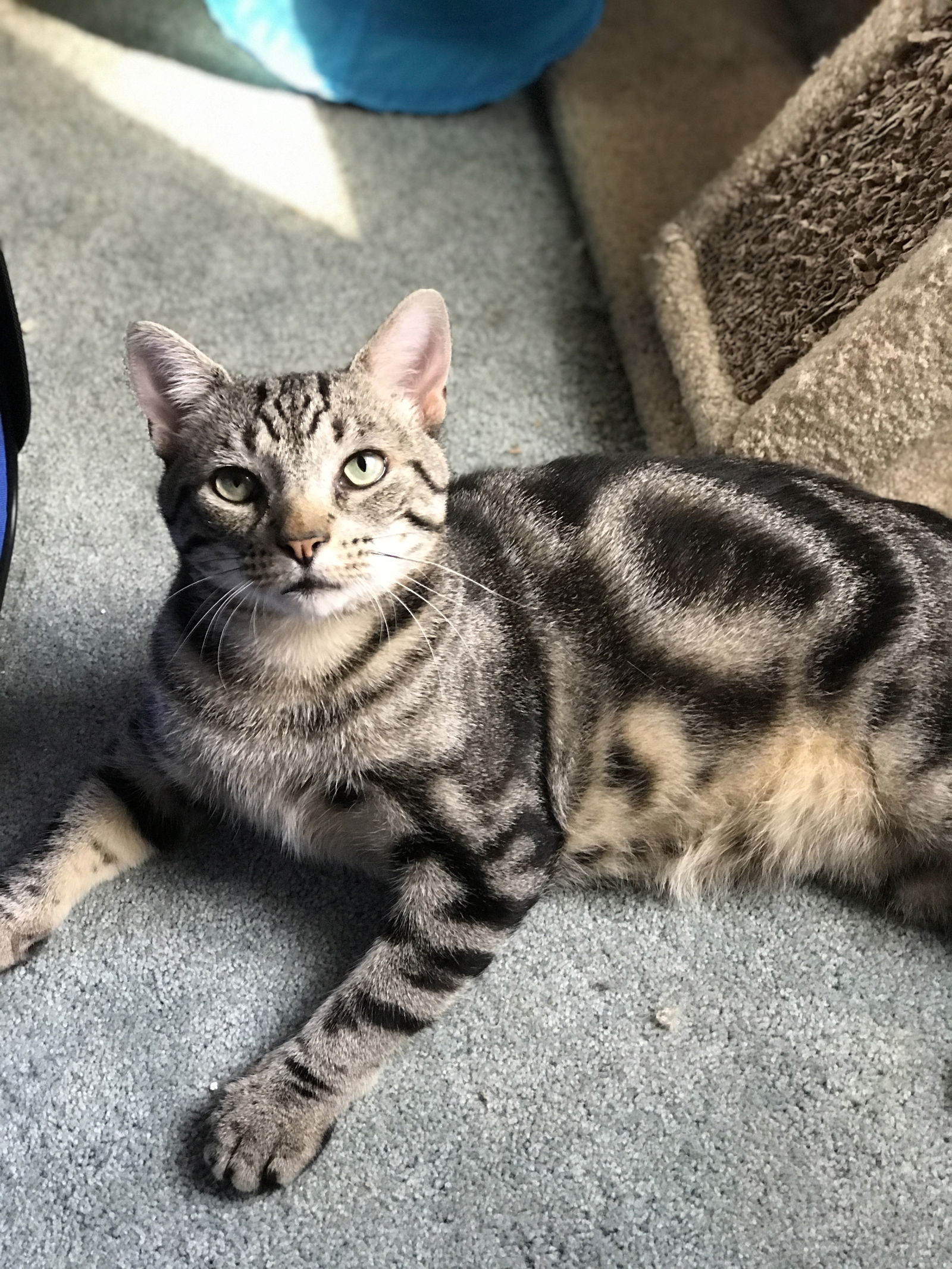 adoptable Cat in Colonia, NJ named Murray