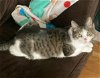 adoptable Cat in colonia, NJ named Edison 2