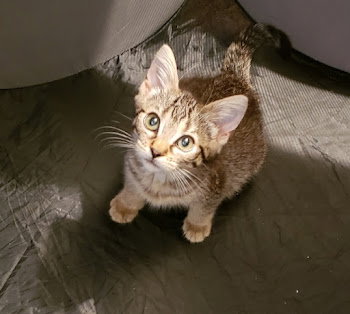 JAMIE - Domestic Short Hair available for adoption