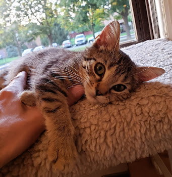JAMIE - Domestic Short Hair available for adoption