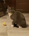 Suki - Photo 2