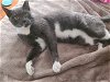 adoptable Cat in colonia, NJ named Suki