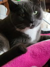 Suki - Photo 3