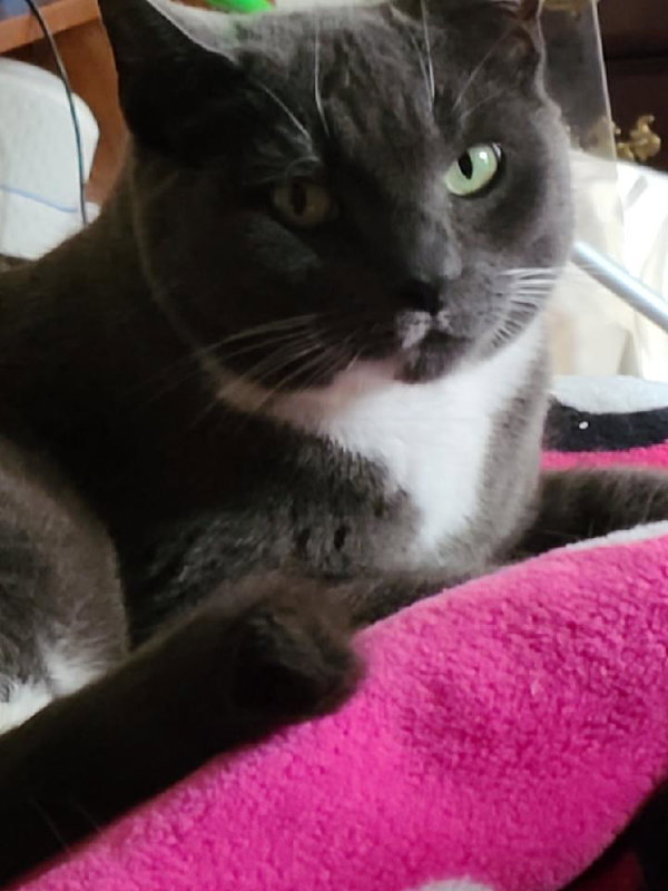 Suki