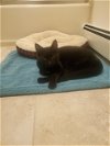 adoptable Cat in colonia, NJ named Taboo