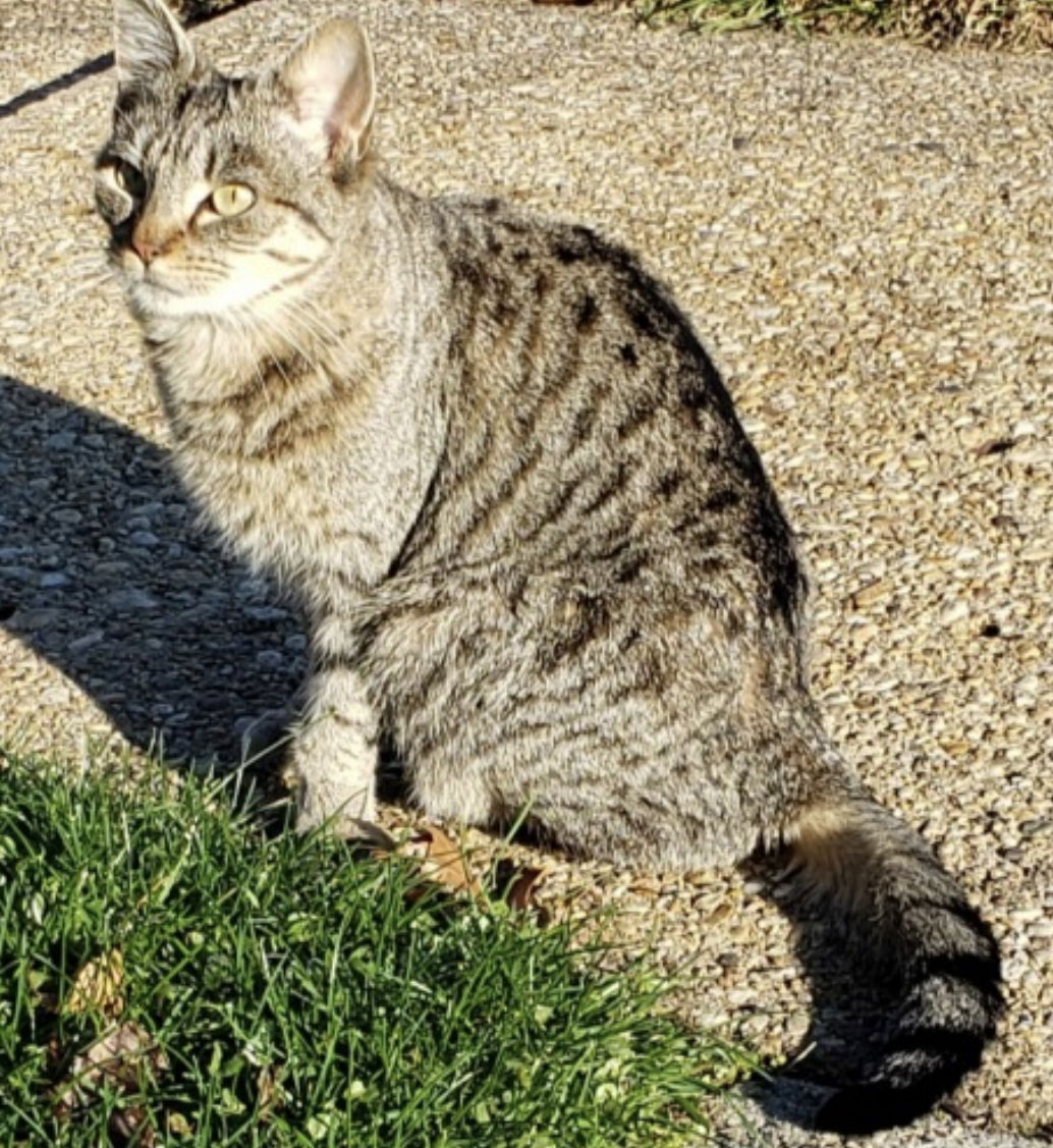 adoptable Cat in Colonia, NJ named Aruba