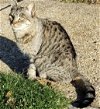 adoptable Cat in colonia, NJ named Aruba