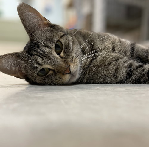 ARUBA - Domestic Short Hair available for adoption