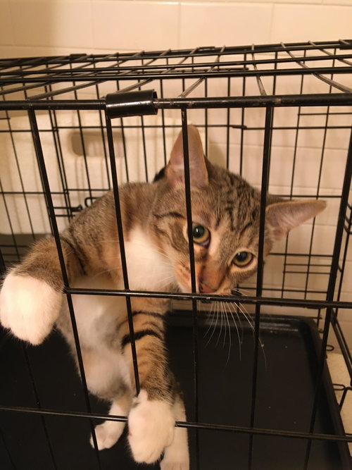 IVAN - Domestic Short Hair available for adoption