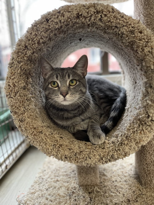 LUCA - Domestic Short Hair available for adoption