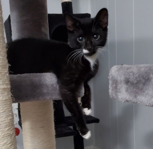 BARNABAS - Domestic Short Hair available for adoption