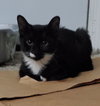 Barnabas - Photo 3
