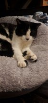 adoptable Cat in colonia, NJ named Sirius Black