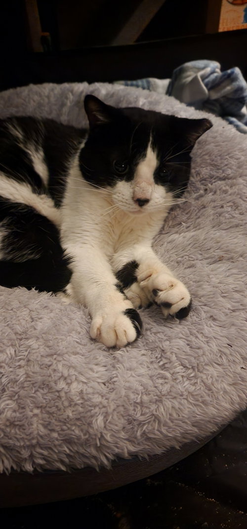 SIRIUS BLACK - Domestic Short Hair available for adoption