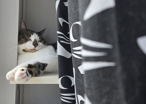 YOSHI - Domestic Short Hair available for adoption