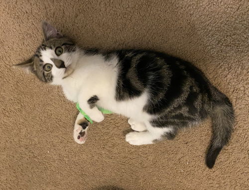 picture of the cat needing adoption